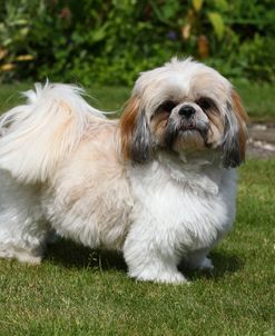 CQ2R4787 Shih Tzu