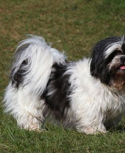 CQ2R1412 Shih Tzu