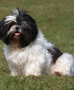 CQ2R1418 Shih Tzu