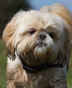 CQ2R1428 Shih Tzu