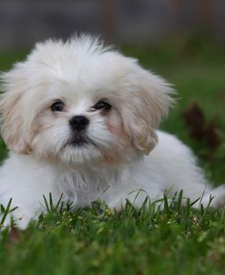 CQ2R1749 Shih Tzu