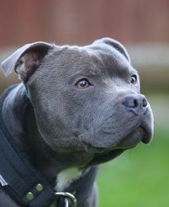 AY3V2345 Terrier – Staffordshire Bull