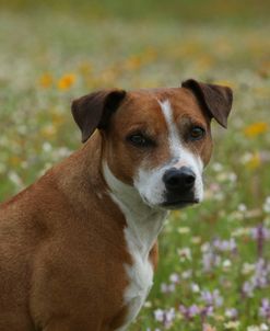 AY3V8986 Terrier – Staffordshire Bull