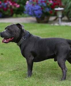 AY3V9312 Terrier – Staffordshire Bull