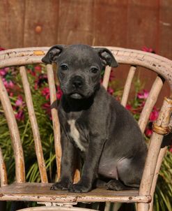 AY3V2212 Terrier – Staffordshire Bull