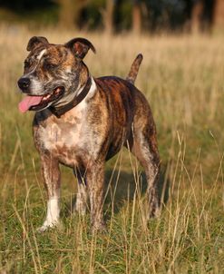 CQ2R1489 Terrier – Staffordshire Bull