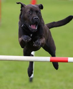 CQ2R3948 Dog Agility