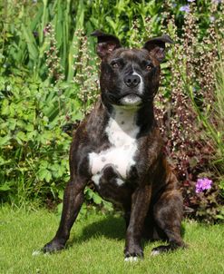 CQ2R5747 Terrier – Staffordshire Bull