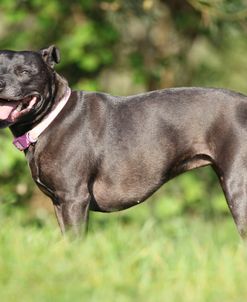 CQ2R1207 Terrier – Staffordshire Bull