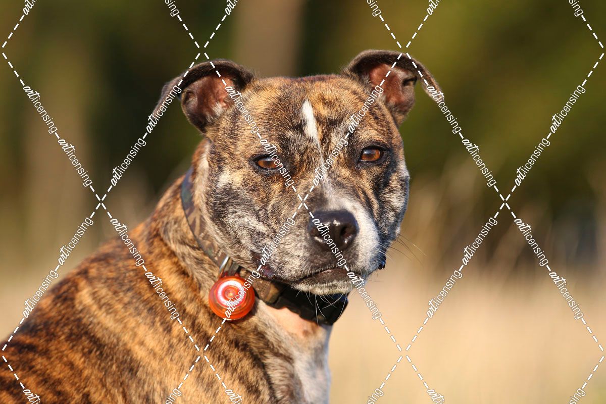 CQ2R1461 Terrier – Staffordshire Bull