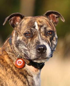 CQ2R1461 Terrier – Staffordshire Bull