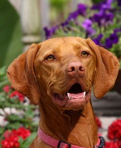 A21C7790 Hungarian Vizsla