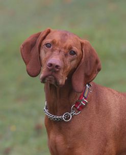 AY3V1783 Hungarian Vizsla