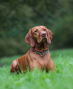 AY3V1862 Hungarian Vizsla