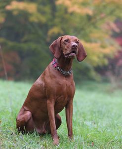 AY3V1947 Hungarian Vizsla