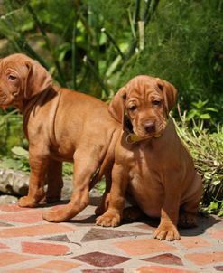 418Y5154 Hungarian Vizsla