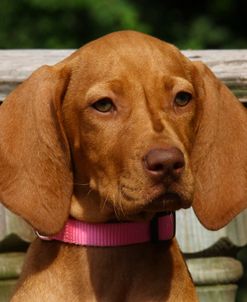 A21C7778 Hungarian Vizsla