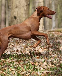 CQ2R0702 Hungarian Vizsla