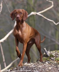 CQ2R0828 Hungarian Vizsla