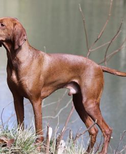 CQ2R0924 Hungarian Vizsla