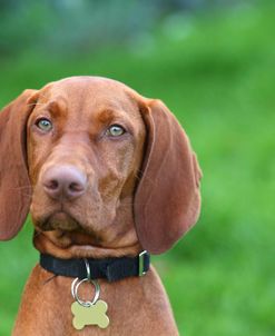 AY3V3616 Hungarian Vizsla