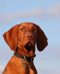 AY3V3773 Hungarian Vizsla