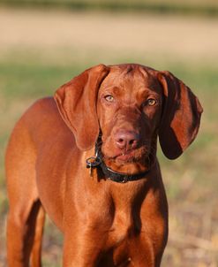 AY3V3926 Hungarian Vizsla