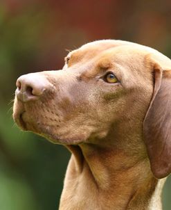 CQ2R0151 Hungarian Vizsla