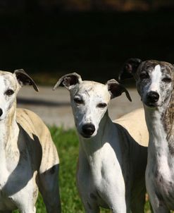 A21C0754 Whippet