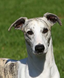 A21C0805 Whippet