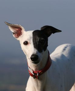 AY3V0908 Whippet