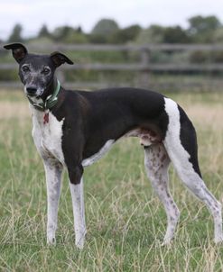 790A1538 Whippet