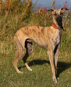 CQ2R0047 Whippet