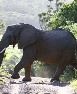 1Z5F9311 African Elephant,  SA