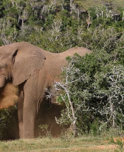 1Z5F9609 African Elephant, SA