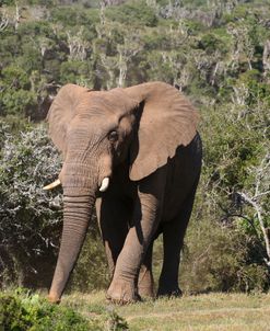 1Z5F9637 African Elephant, SA