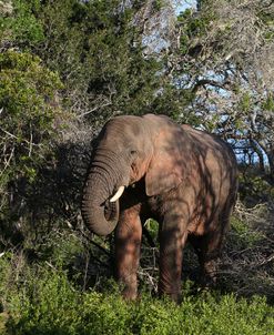A21C3507 African Elephant, SA