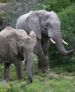 1Z5F9024 African Elephants, SA