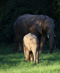 A21C3620 African Elephant & Calf, SA
