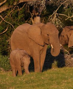A21C3659 African Elephant & Calf, SA