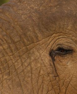 A21C3668 African Elephant Eye, SA