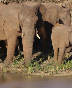 A21C3853 African Elephants & Calf, SA