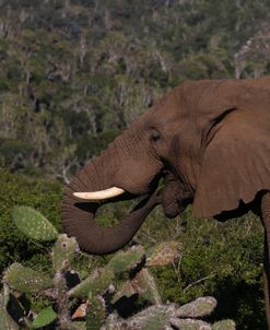 A21C3926 African Elephant, SA