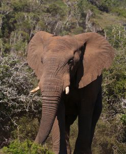 A21C3944 African Elephant, SA