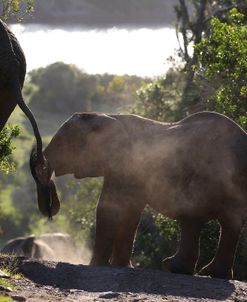 A21C3584 African Elephant Calf, SA