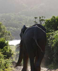 A21C3596 African Elephant, SA