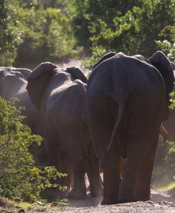 A21C3600 African Elephants, SA