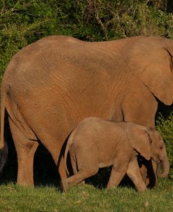 A21C3609 African Elephant & Calf, SA