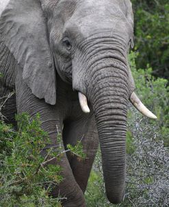 CQ2R6961 African Elephant, SA