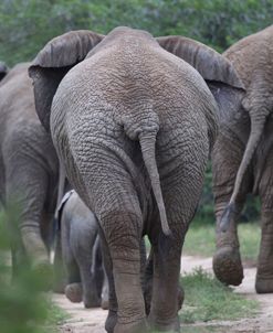 CQ2R6982 African Elephants, SA